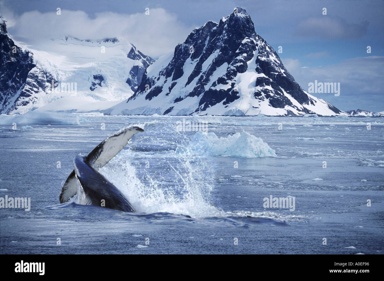 Humpback whale Antarctica Stock Photo