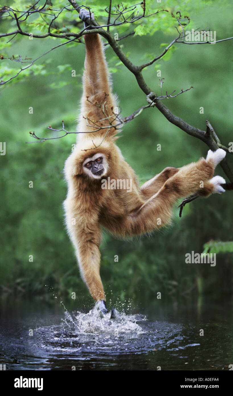 White handed gibbon splashing Stock Photo