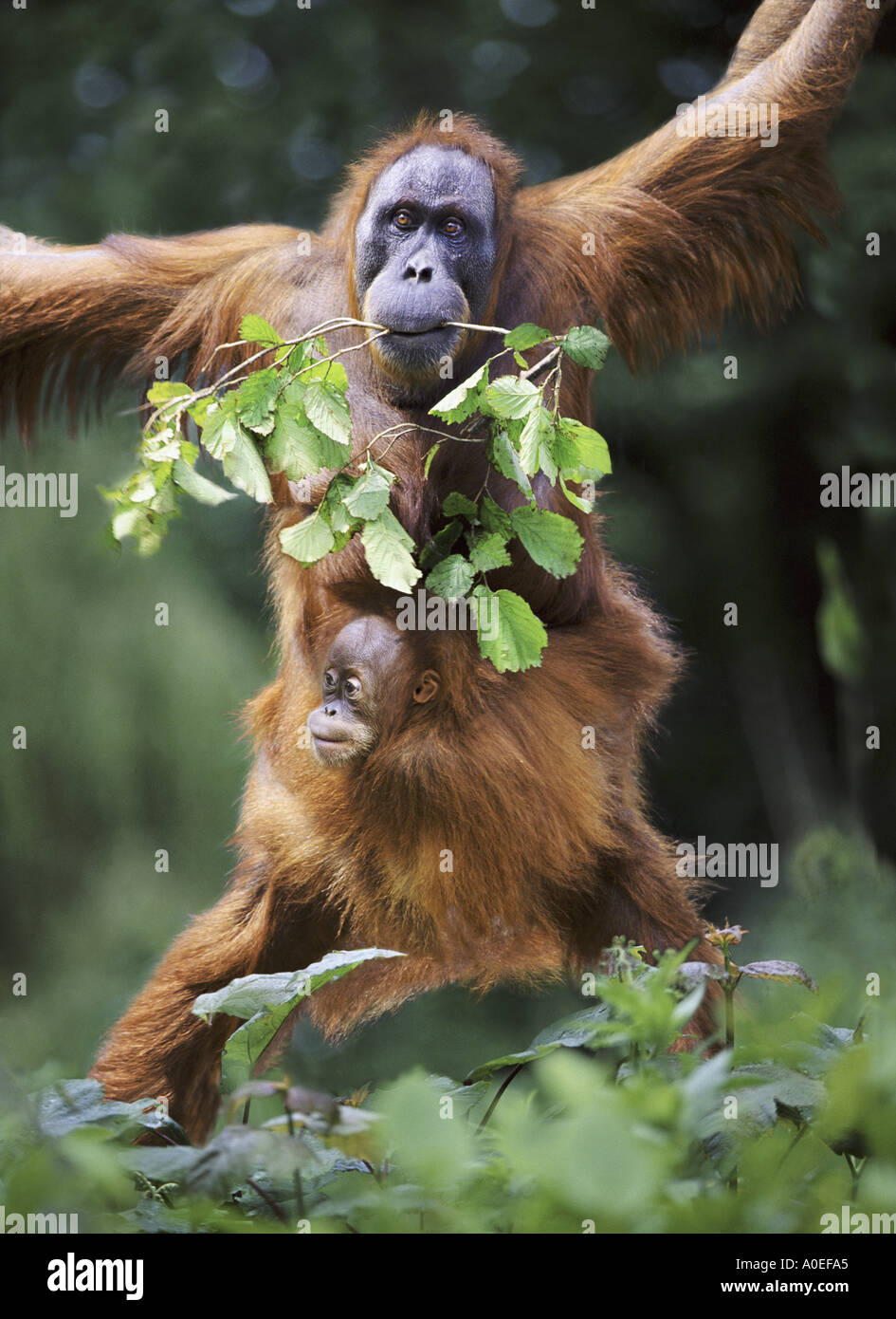 Sumatran orangutan mother and baby Stock Photo