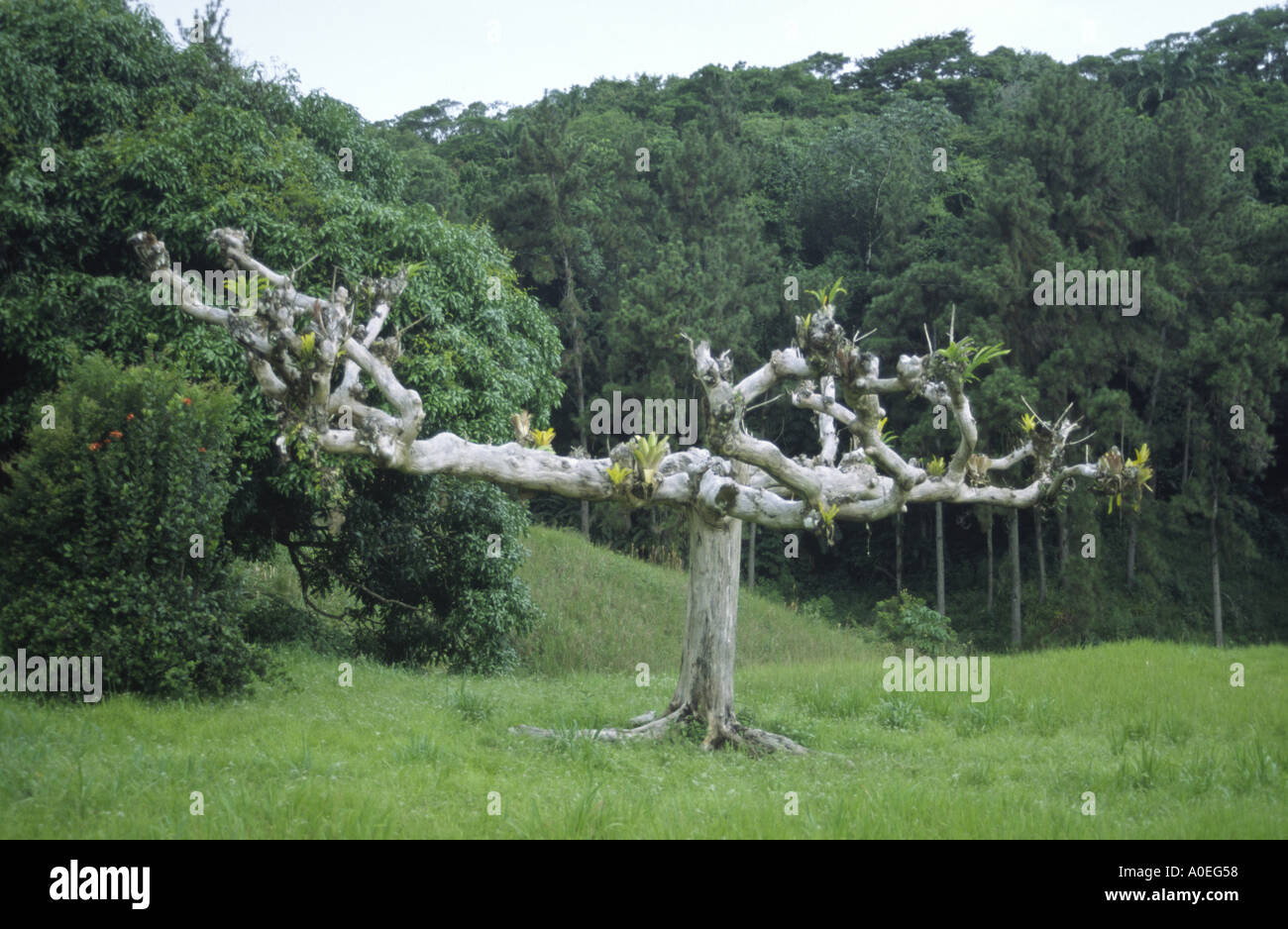 fairy tale tree Stock Photo