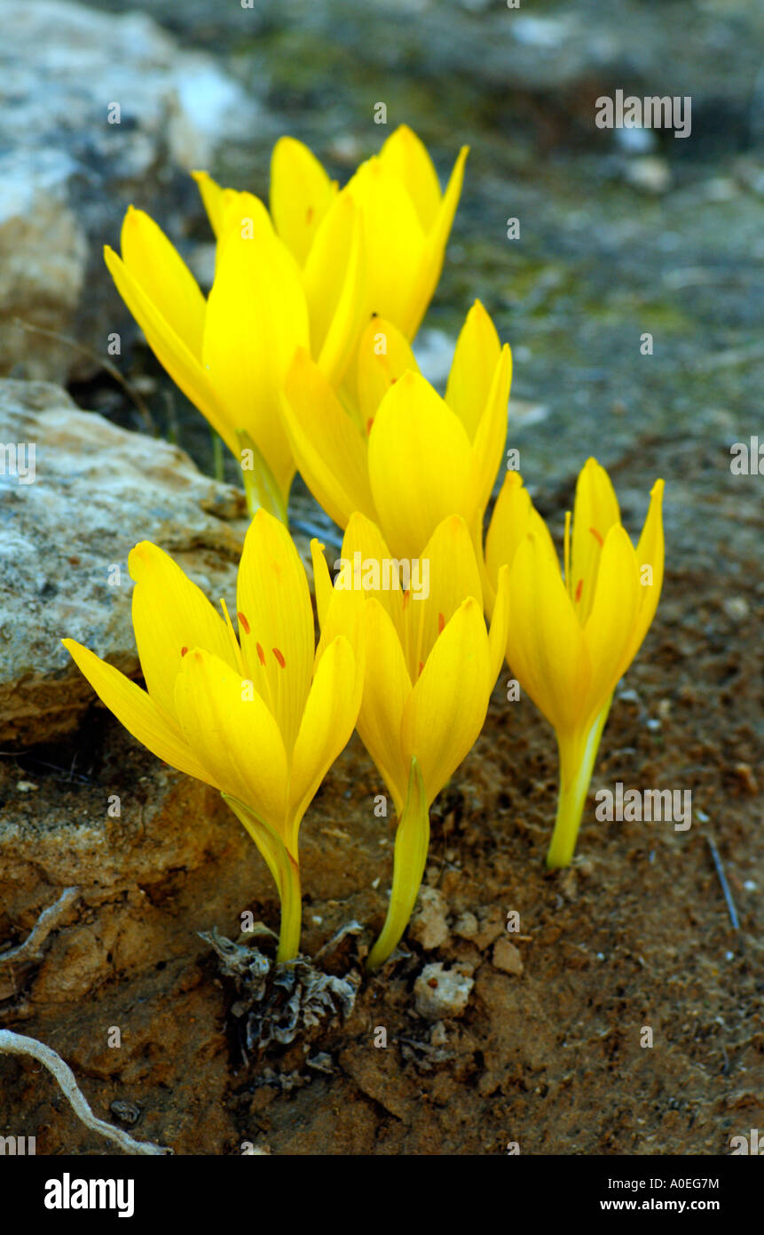 Israel sde Boker Negev desert Sternbergia clusiana Fall Daffodil Stock Photo