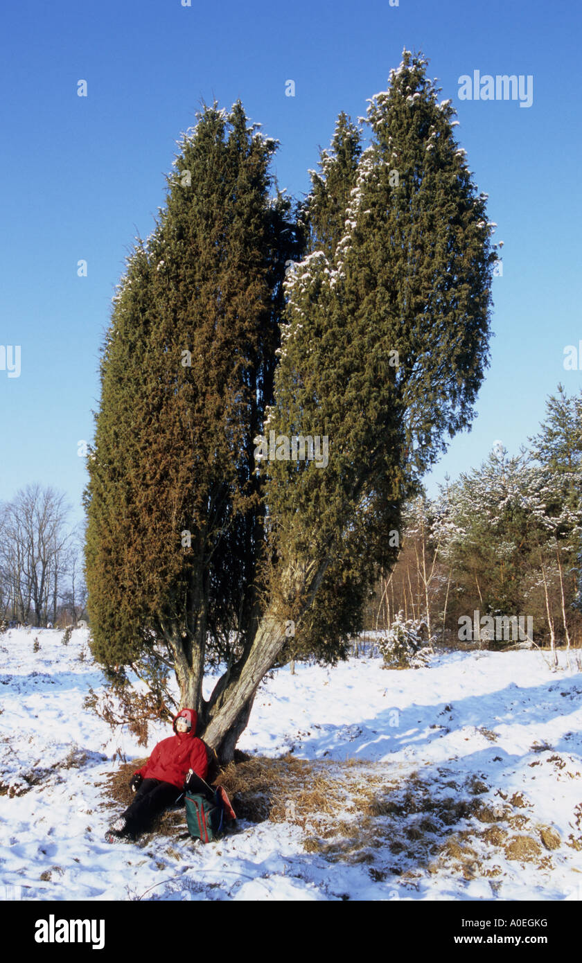 Woman resting at the juniper tree Stock Photo