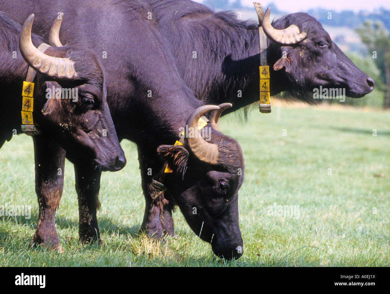 Water buffalo cattle grazing on a farm at Idlicote UK Stock Photo