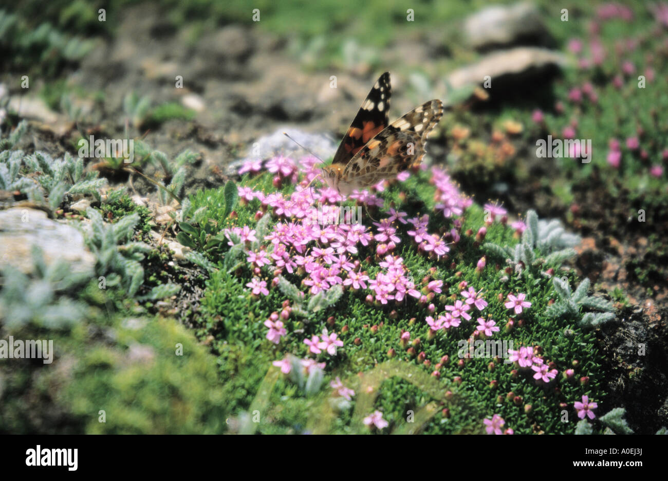 Moss Campion Silene acaulis cushion with butterfly Alps Switzerland Stock Photo