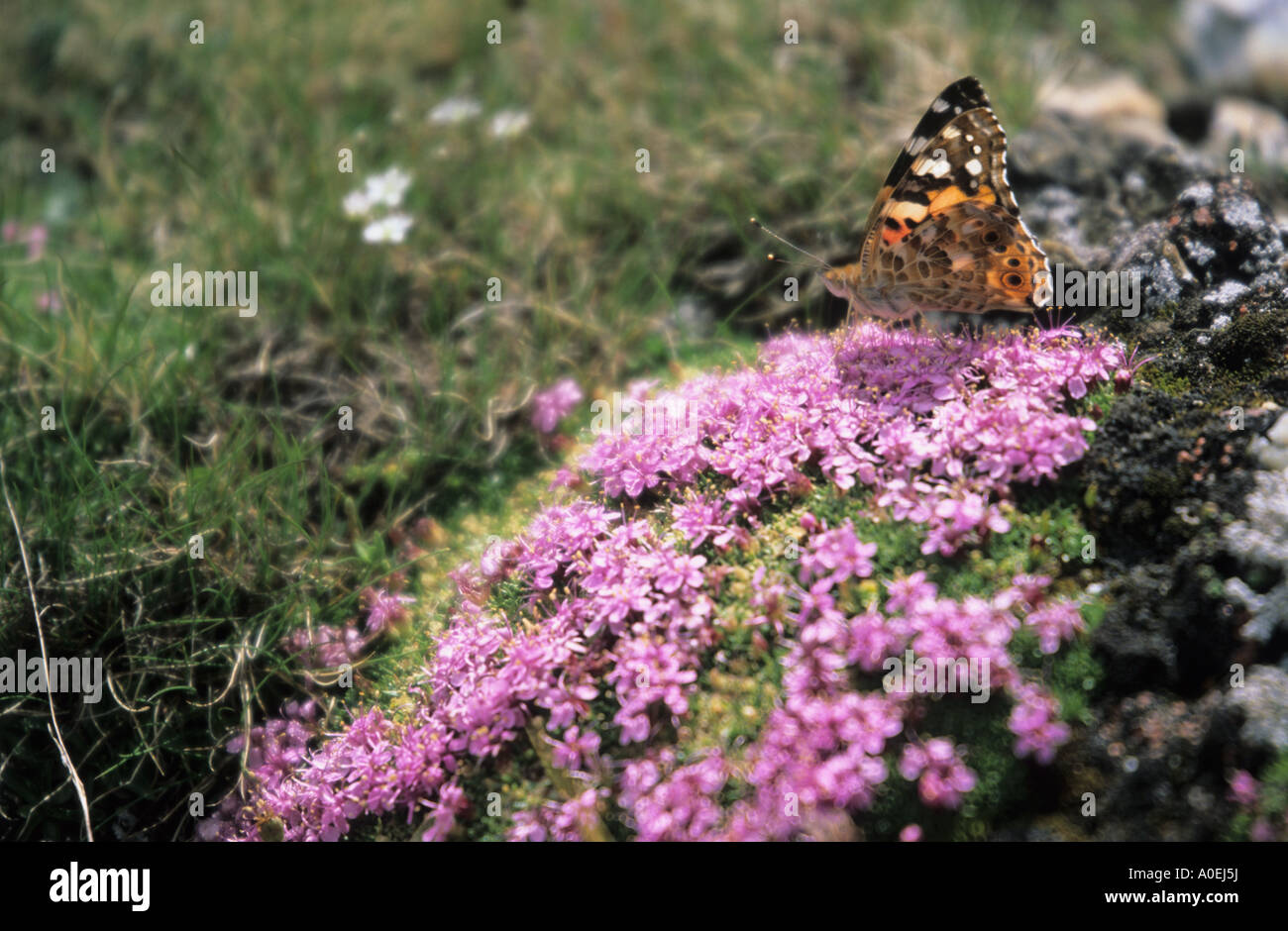 Moss Campion Silene acaulis cushion with butterfly Alps Switzerland Stock Photo