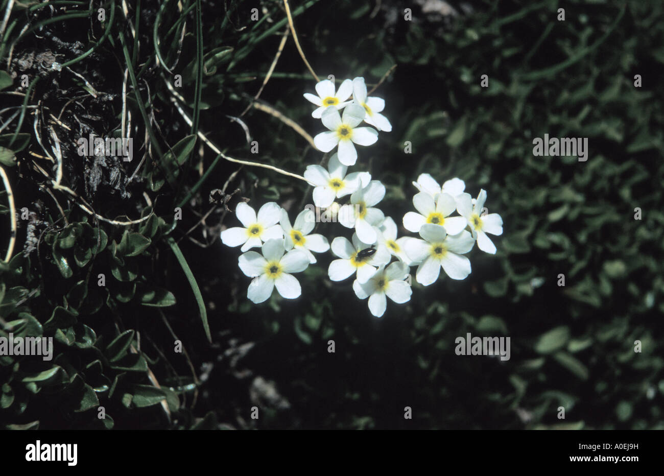 Flowers of White Rock jasmine Androsace Alps Switzerland Stock Photo
