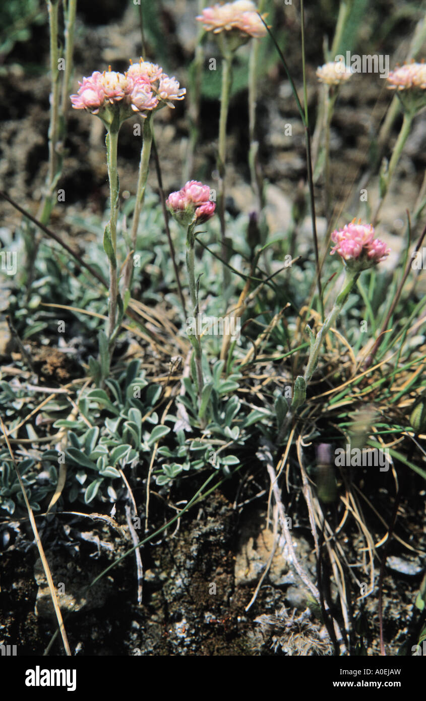 Mountain Everlasting Antennaria dioica inflorescence Alps Switzerland Stock Photo