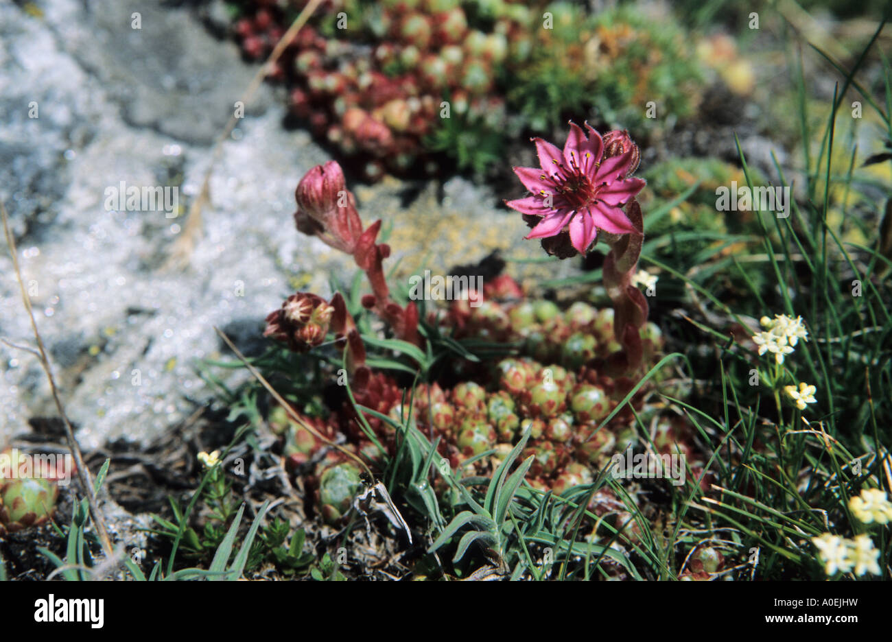 Close up of House Leek Sempervivum flowers Alps Switzerland Stock Photo