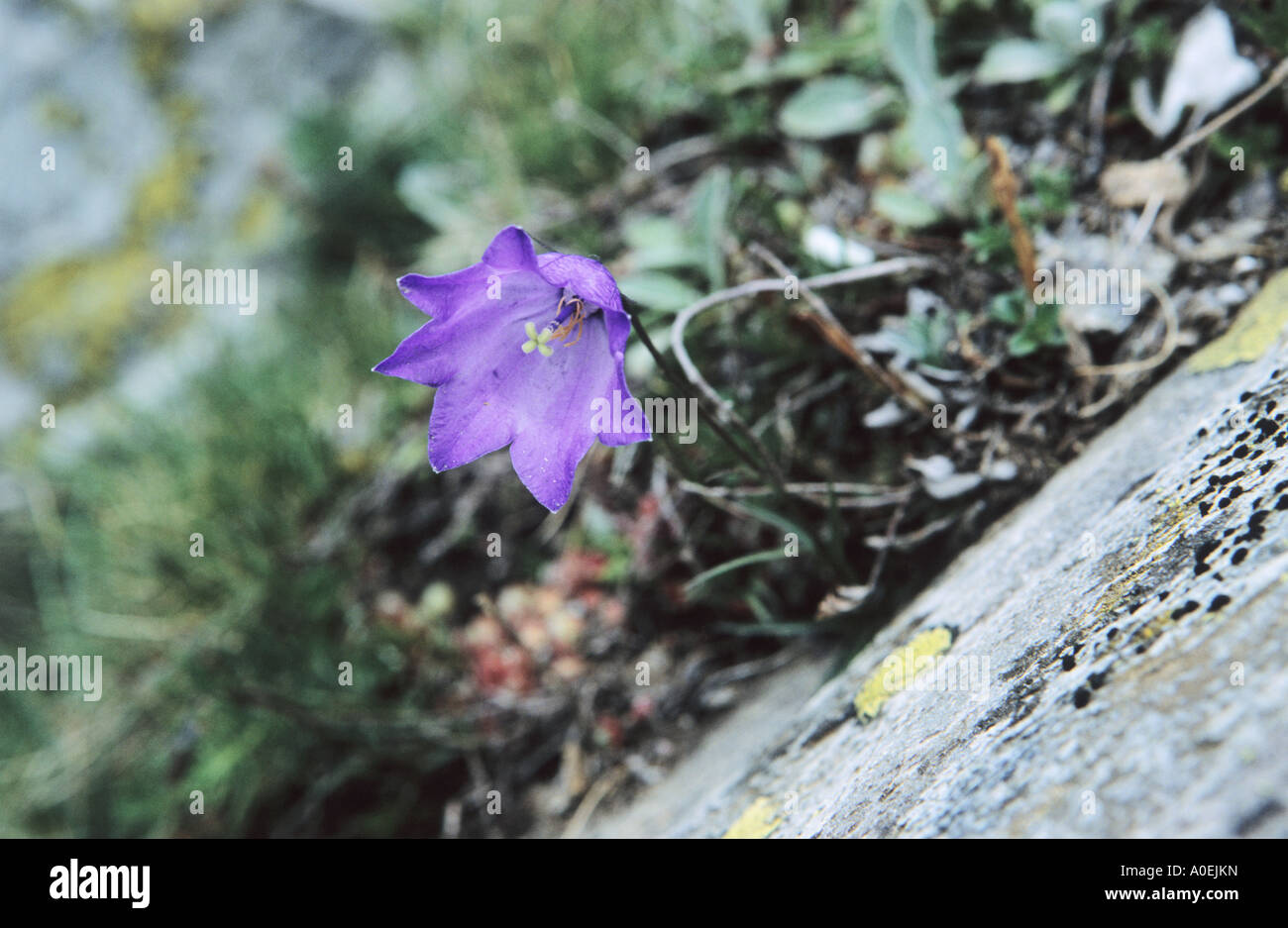 Close up of Small Bellflower Campanula cochlearifolia flowers Alps Switzerland Stock Photo