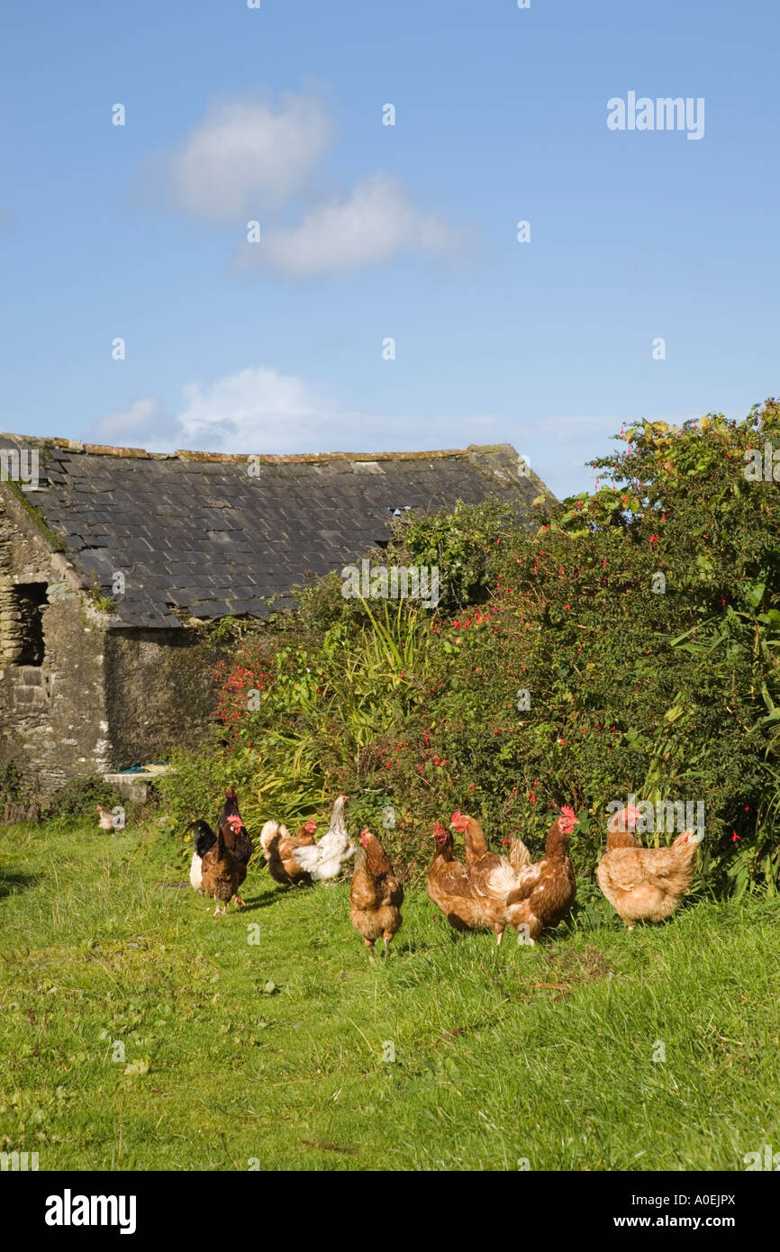 Old Stone Barn Free Range Hens Eyeries County Cork Eire
