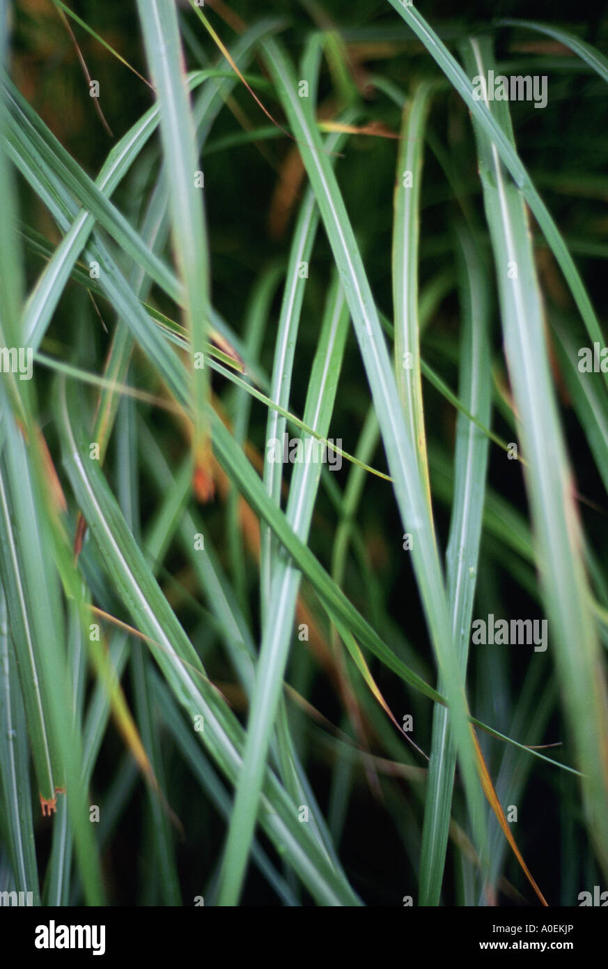 Thin blades of grass hires stock photography and images Alamy