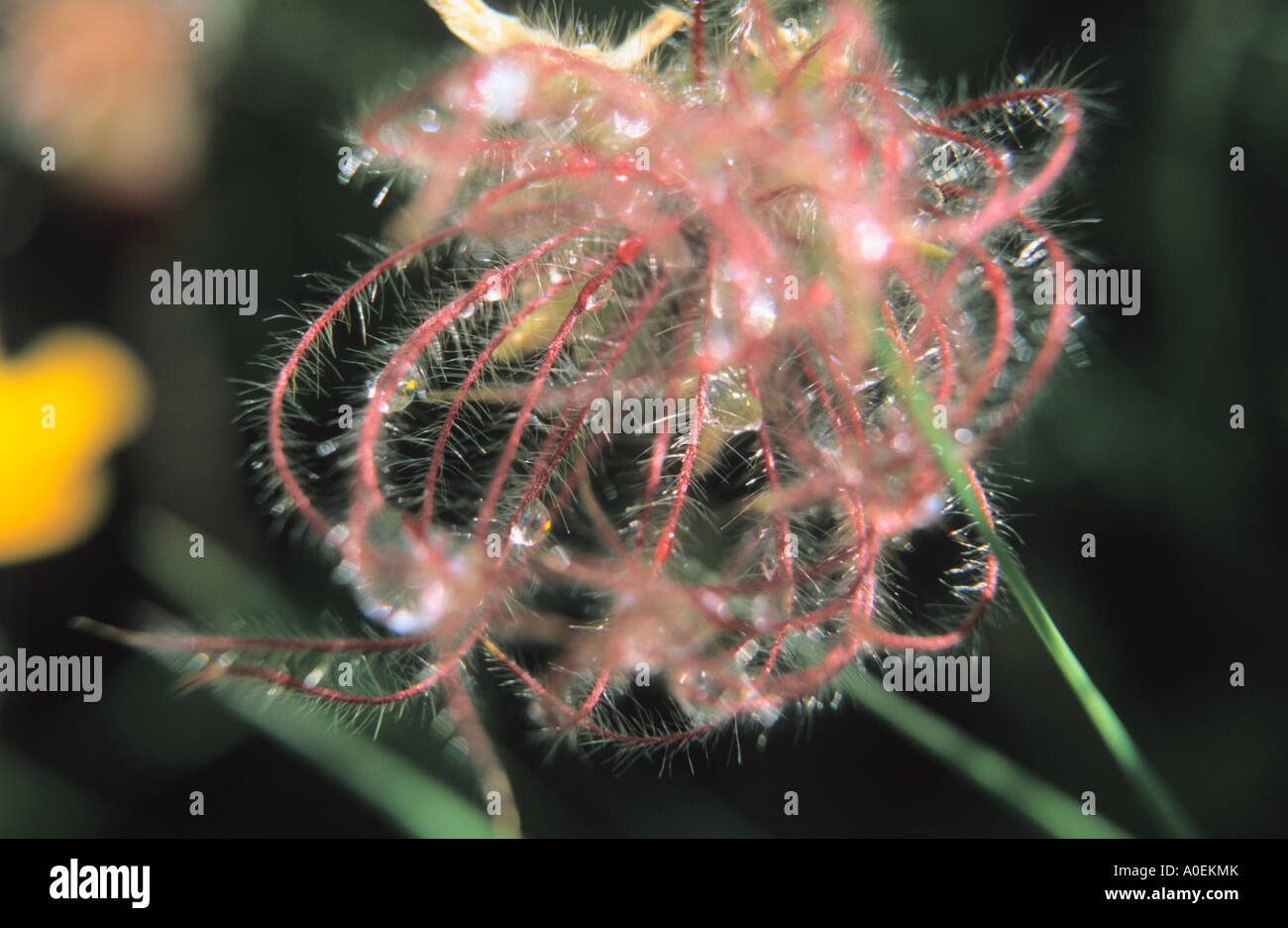 Close-up of Alpine Avens Geum montanum seeds Stock Photo