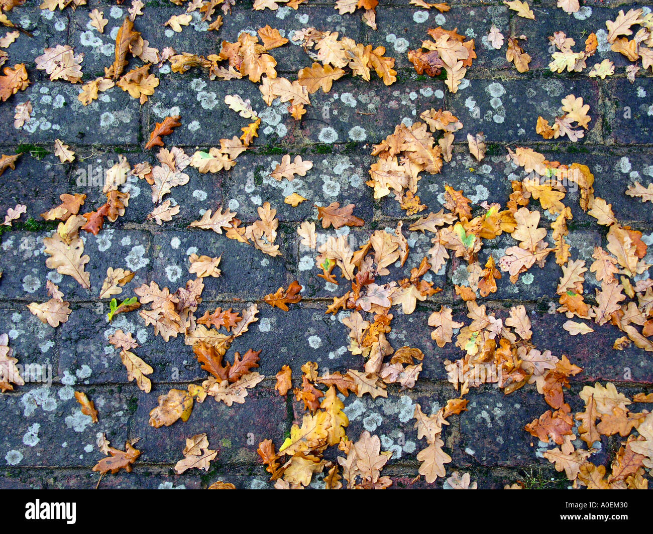 Fallen oak leaves on old brick terrace Stock Photo - Alamy