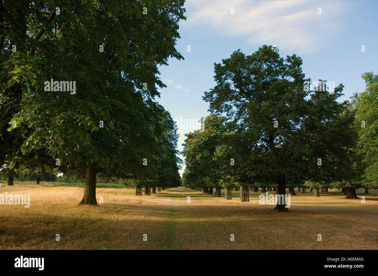 Chestnut trees in London park Stock Photo - Alamy