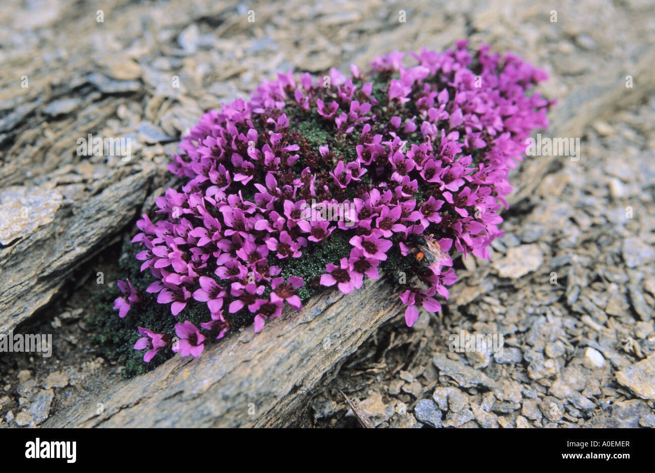 Tuft of Purple Saxifrage Saxifraga oppositifolia Alps Switzerland Stock Photo