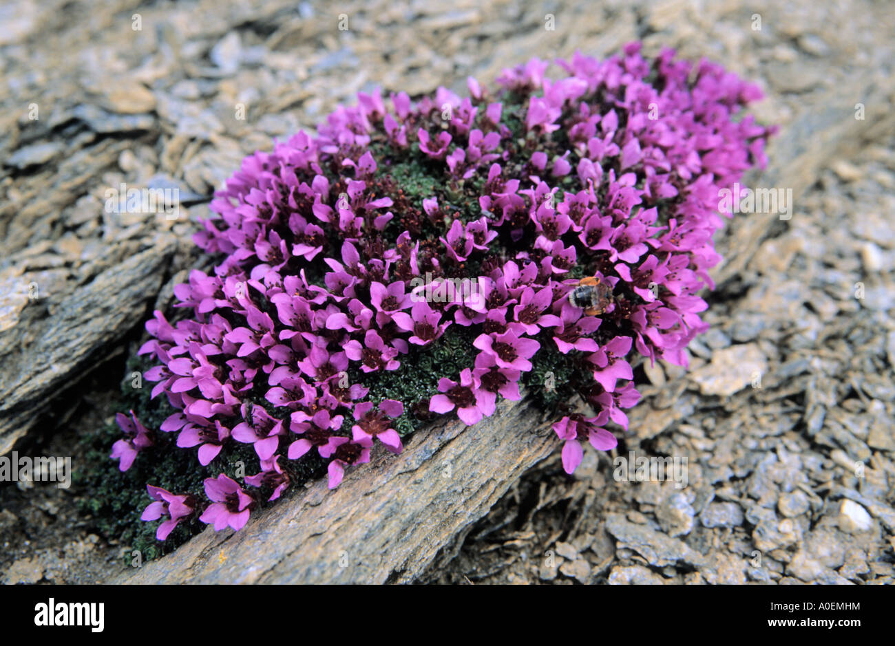 Tuft of Purple Saxifrage Saxifraga oppositifolia Alps Switzerland Stock Photo