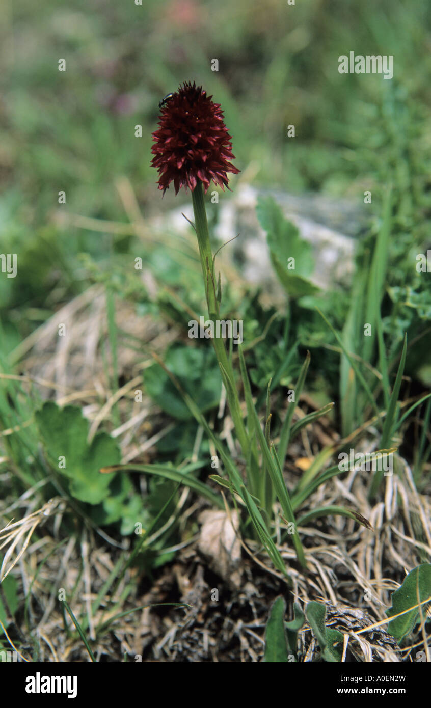 Close up of Black Vanilla Orchid Nigritella nigra flowers Alps Switzerland Stock Photo