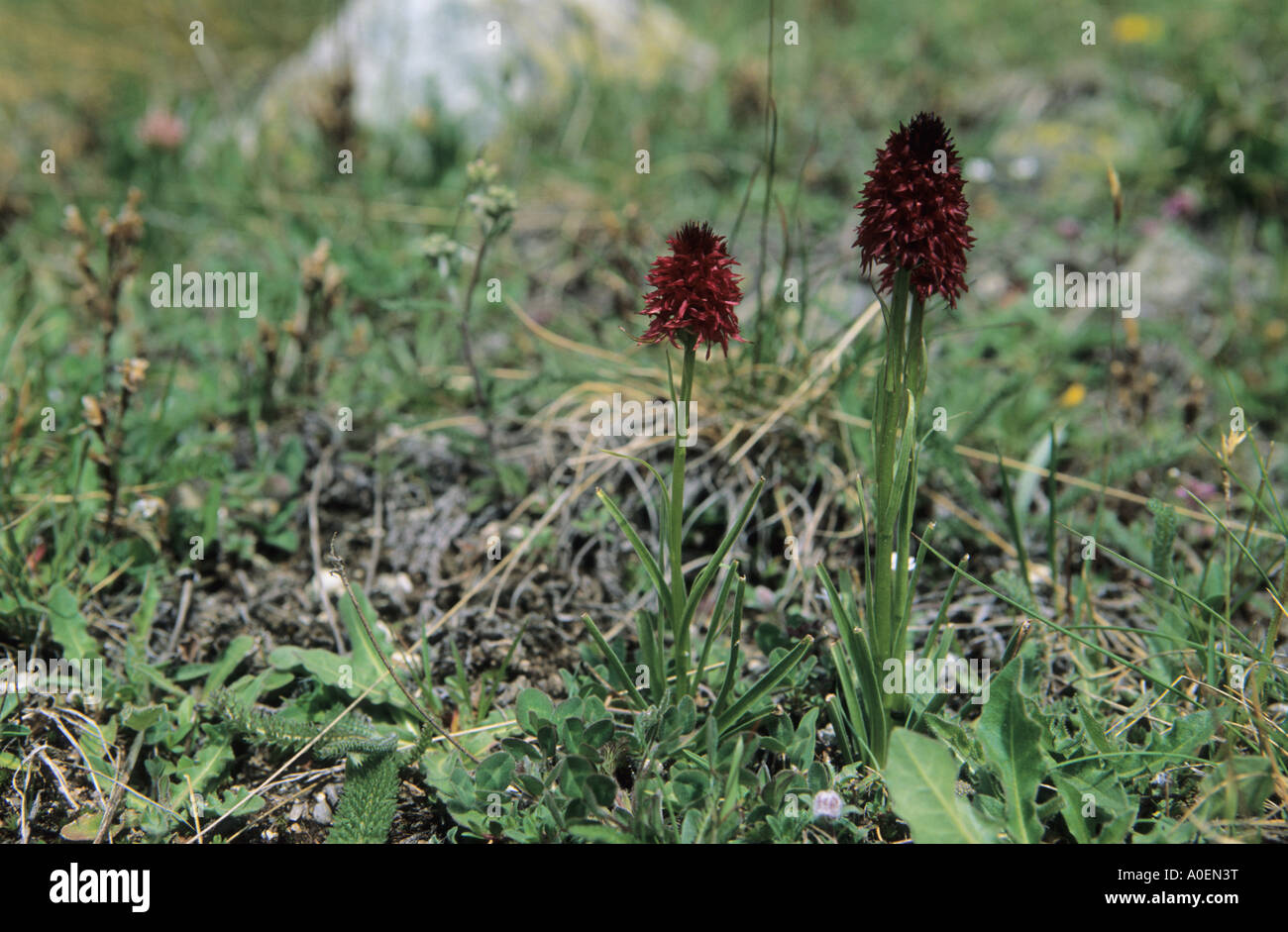 Close up of Black Vanilla Orchid Nigritella nigra flowers Alps Switzerland Stock Photo