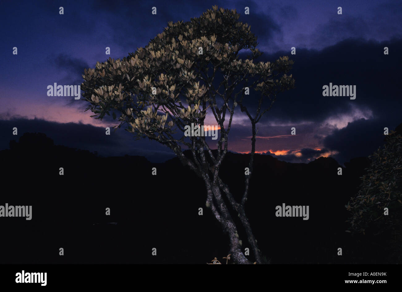 Tree Roraima Venezuela Stock Photo - Alamy