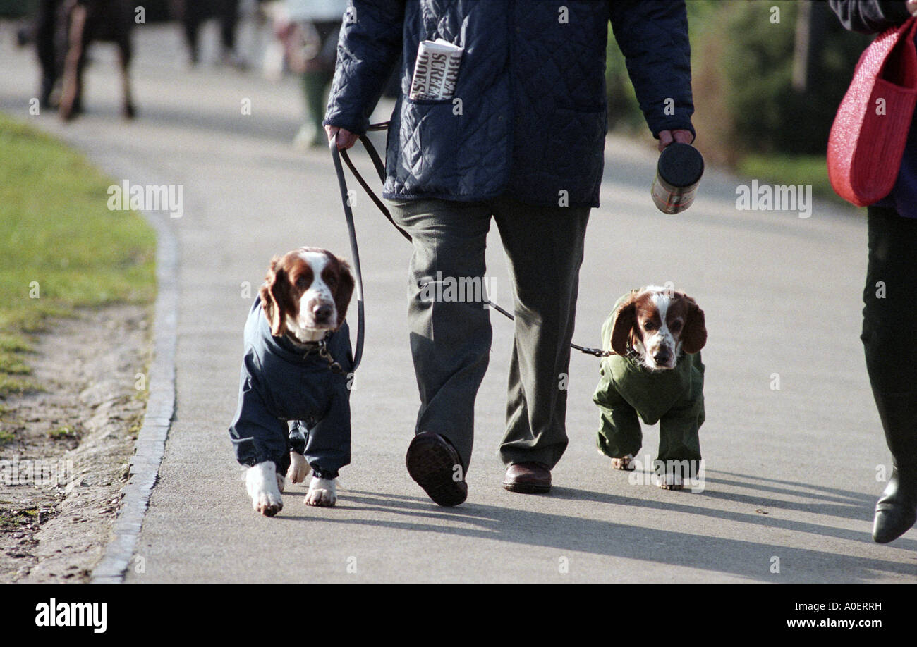 Two beagles wearing coats walking with their owner to the Crufts