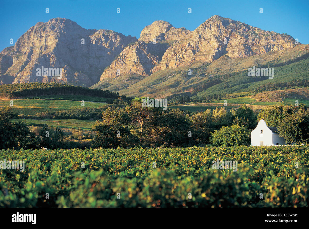 Boschendal Vineyard Hi res Stock Photography And Images Alamy boschendal-vineyard-hi-res-stock-photography-and-images-alamy