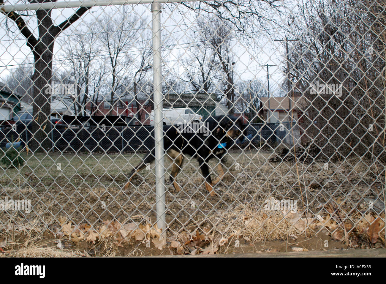 Junkyard dog hires stock photography and images Alamy