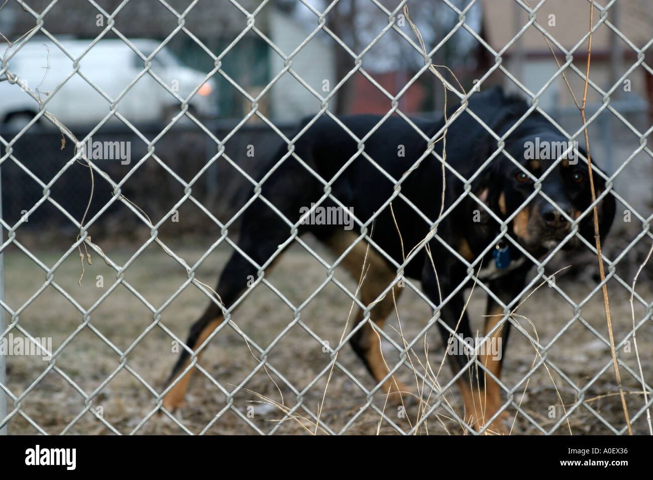 Junkyard dog hires stock photography and images Alamy