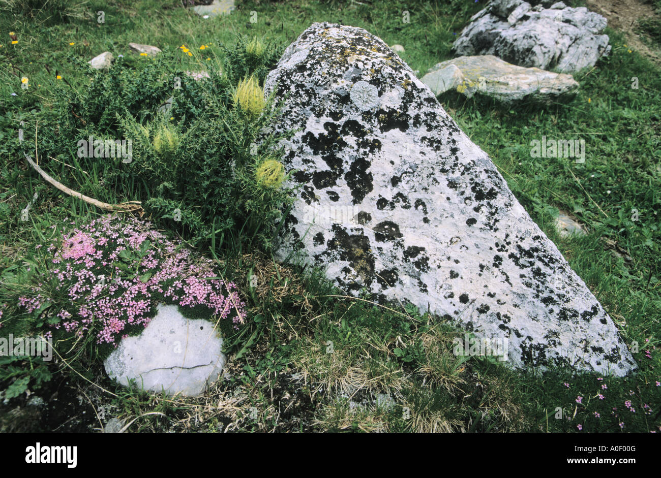 Moss Campion Silene acaulis and Thorny Thistle flowers Alps Switzerland Stock Photo