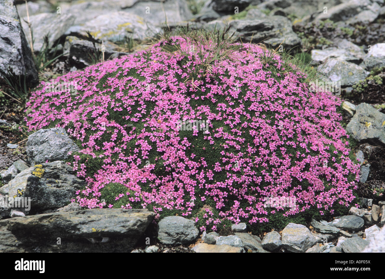 Moss Campion Silene acaulis forming cushion Alps Switzerland Stock Photo