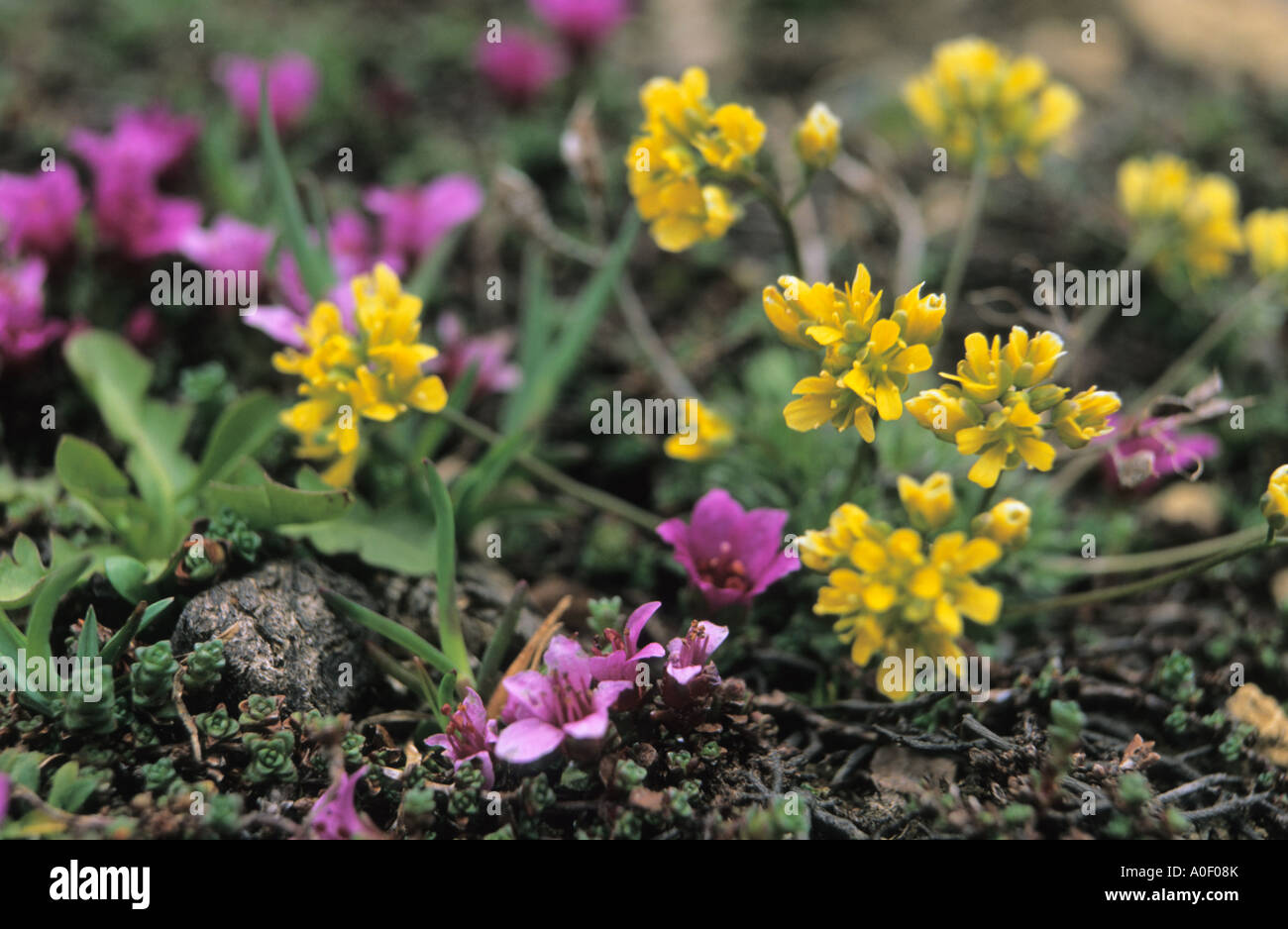 Group of Alpine plants Purple Saxifrage Saxifraga oppositifolia and Yellow Whitlowgrass Draba aizoides Alps Switzerland Stock Photo