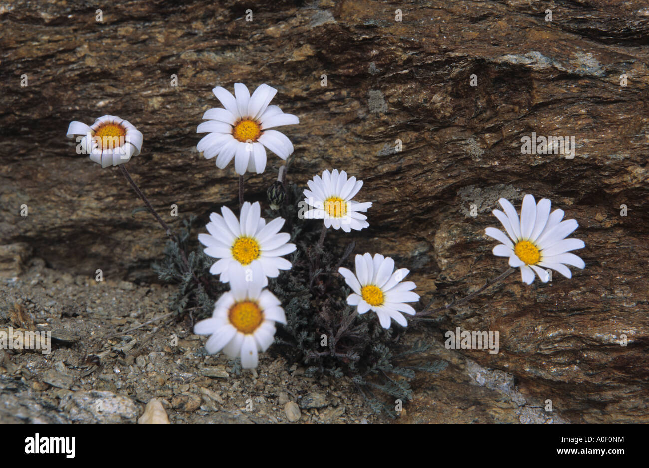 Close-up of Alpine Marguerite Leucanthemopsis alpina flowers Alps Switzerland Stock Photo
