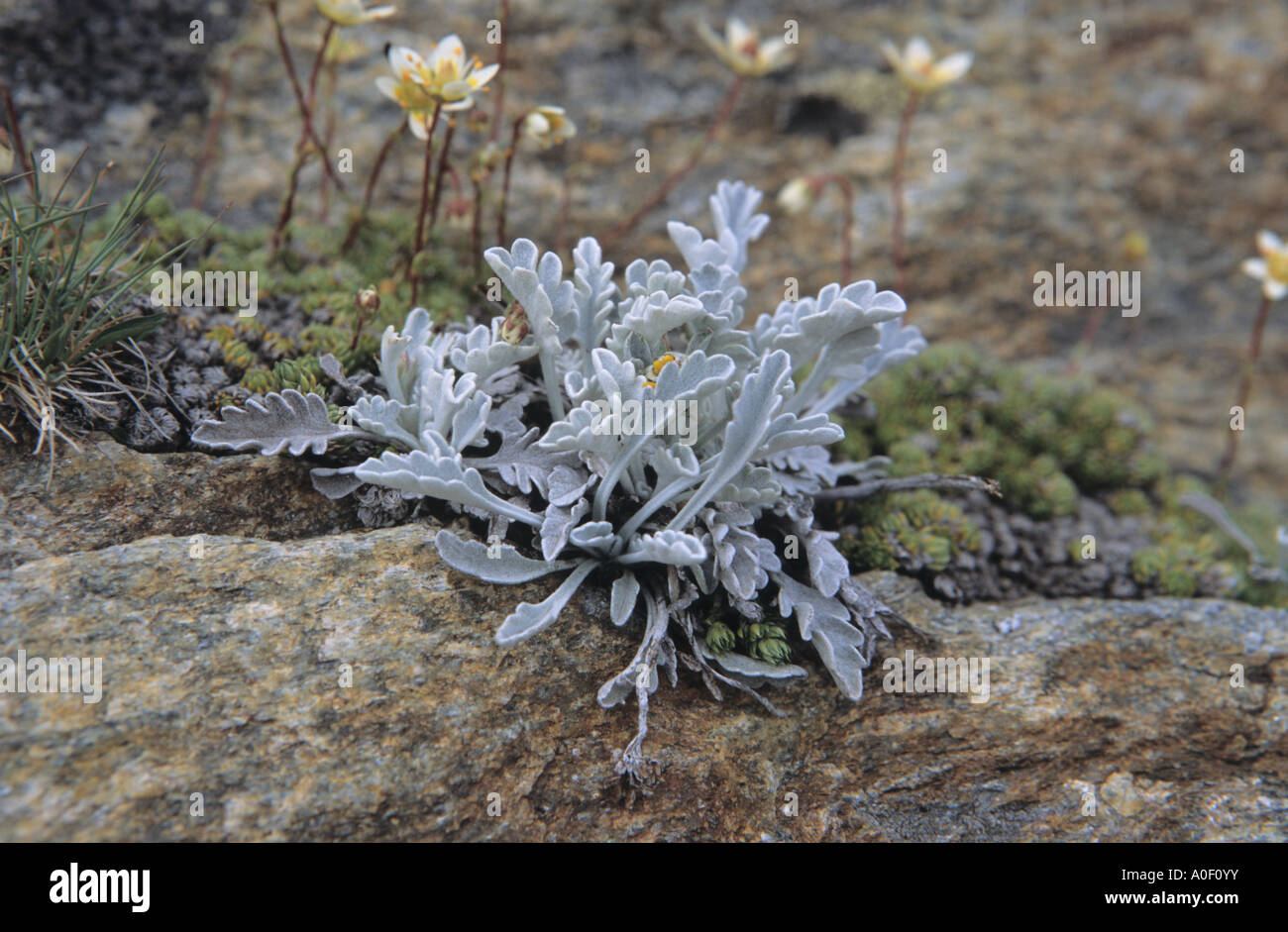 Close up of Hoary Groundsel Senecio incanus leaves bunch in Alps Switzerland Stock Photo