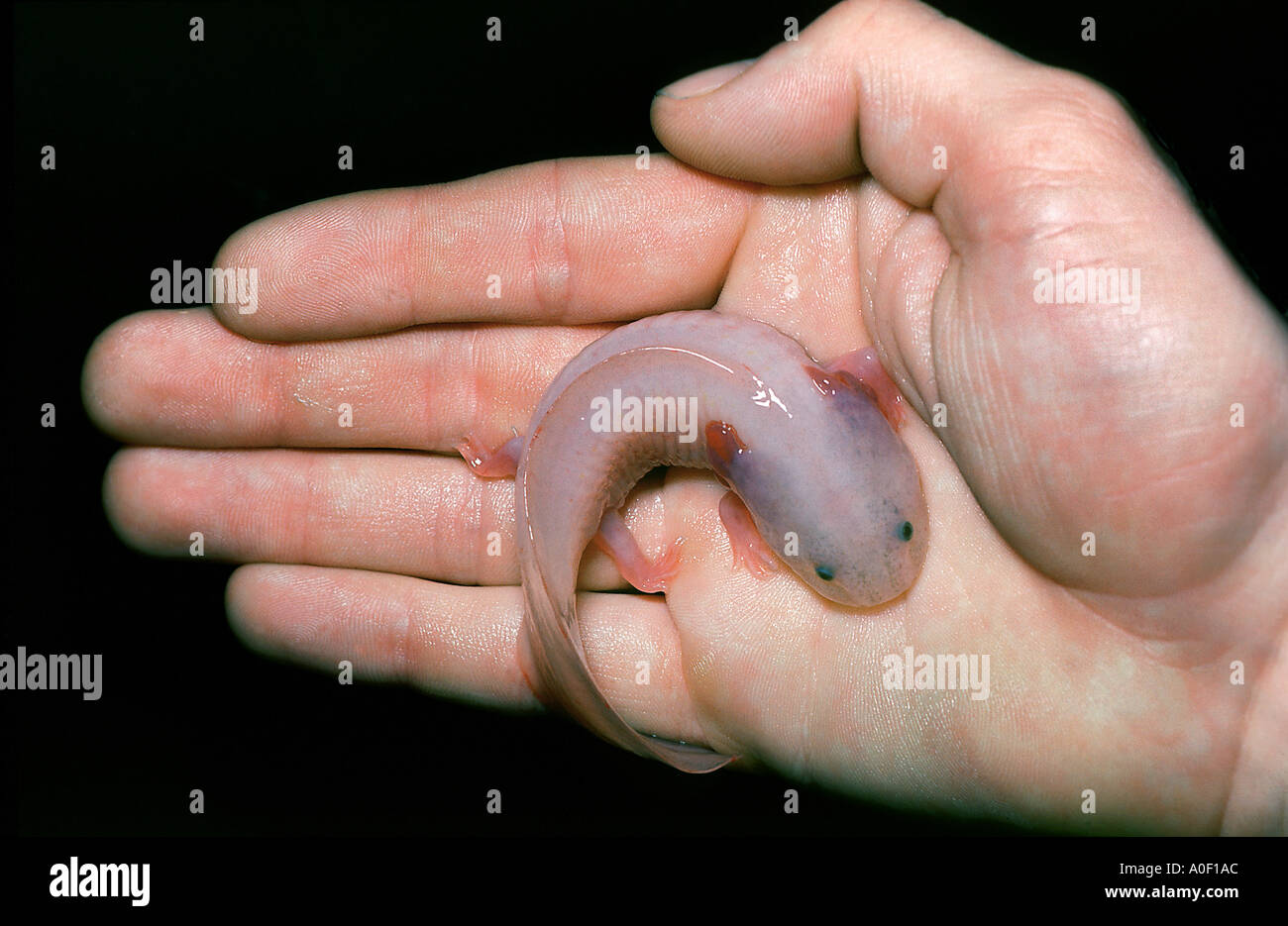 mexican axolotl albino out of the water helpless in hand Ambystoma mexicanum SIREDON MEXICANUM AMBYSTOMATIDAE newt mole salamand Stock Photo