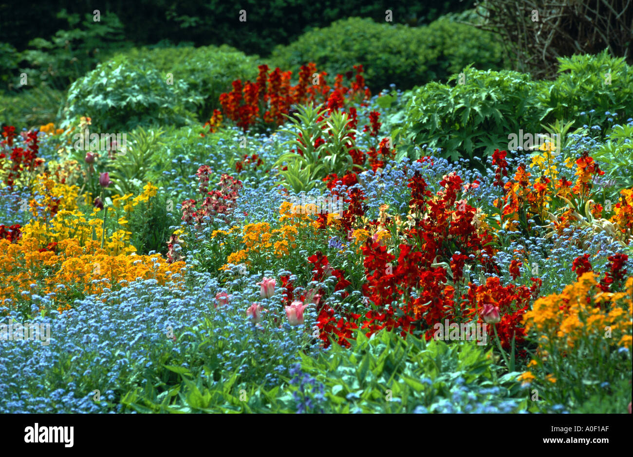 flower garden mixed flowers springtime spring plant plants green blue
