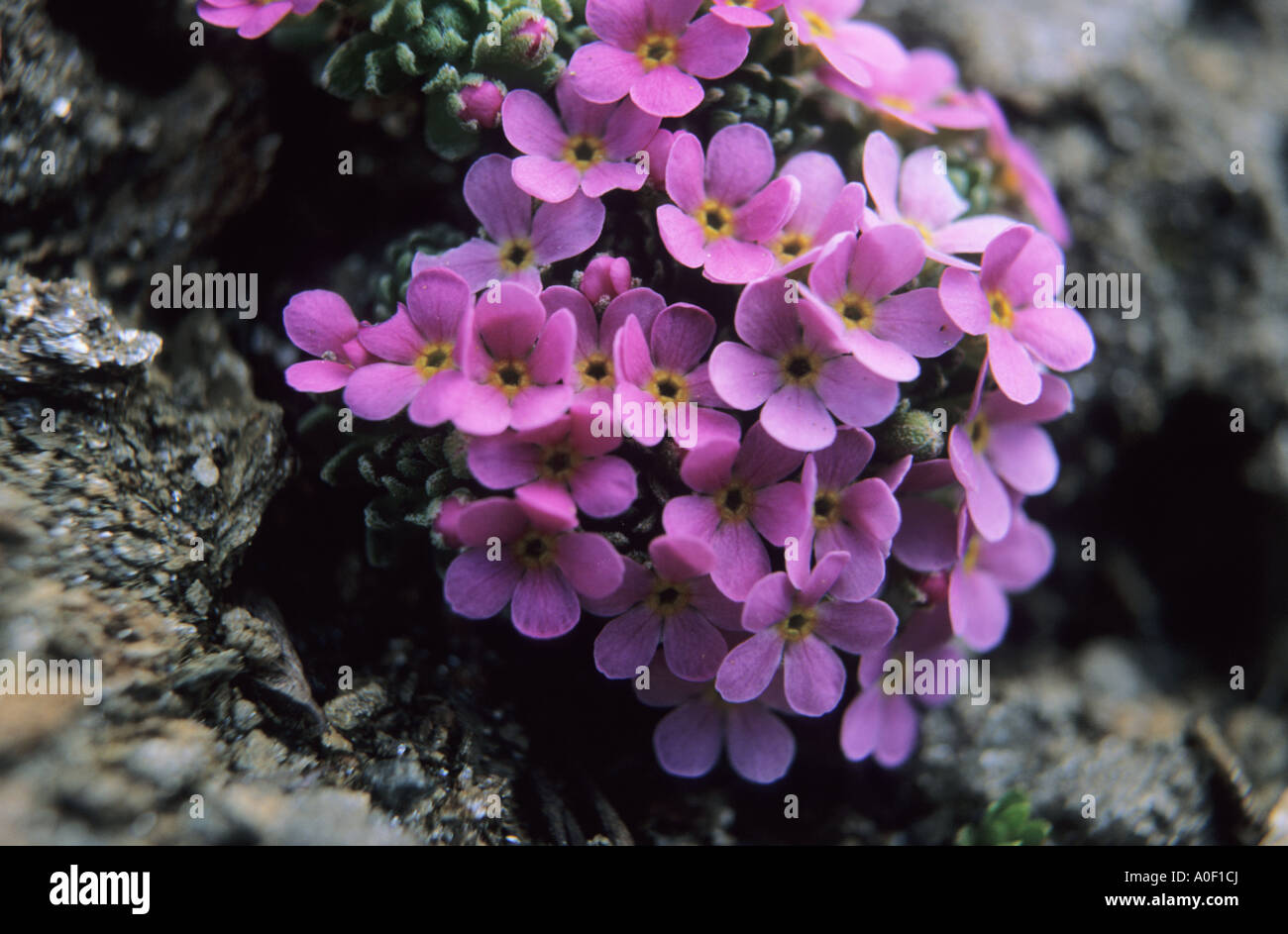 Tuft of Alpine Rock jasmine Androsace alpina Stock Photo