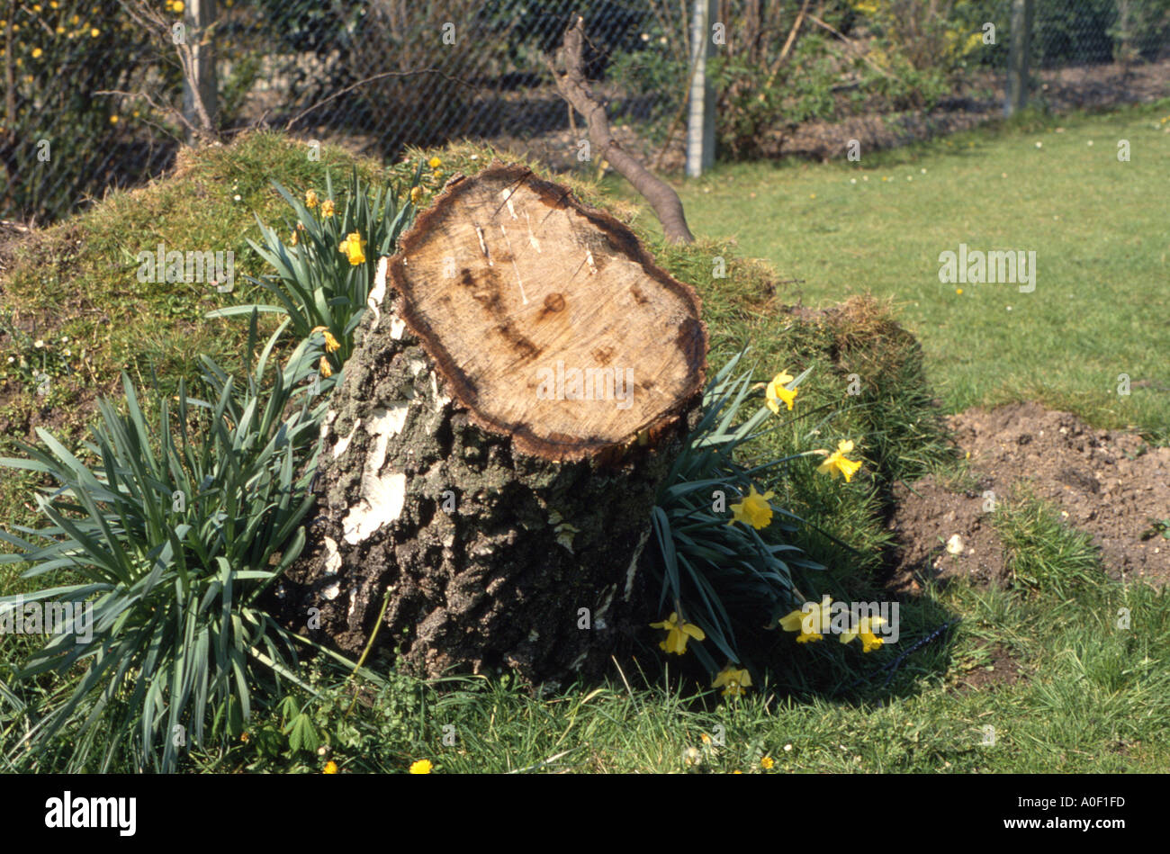 Tree trunk with daffodils west London UK Stock Photo