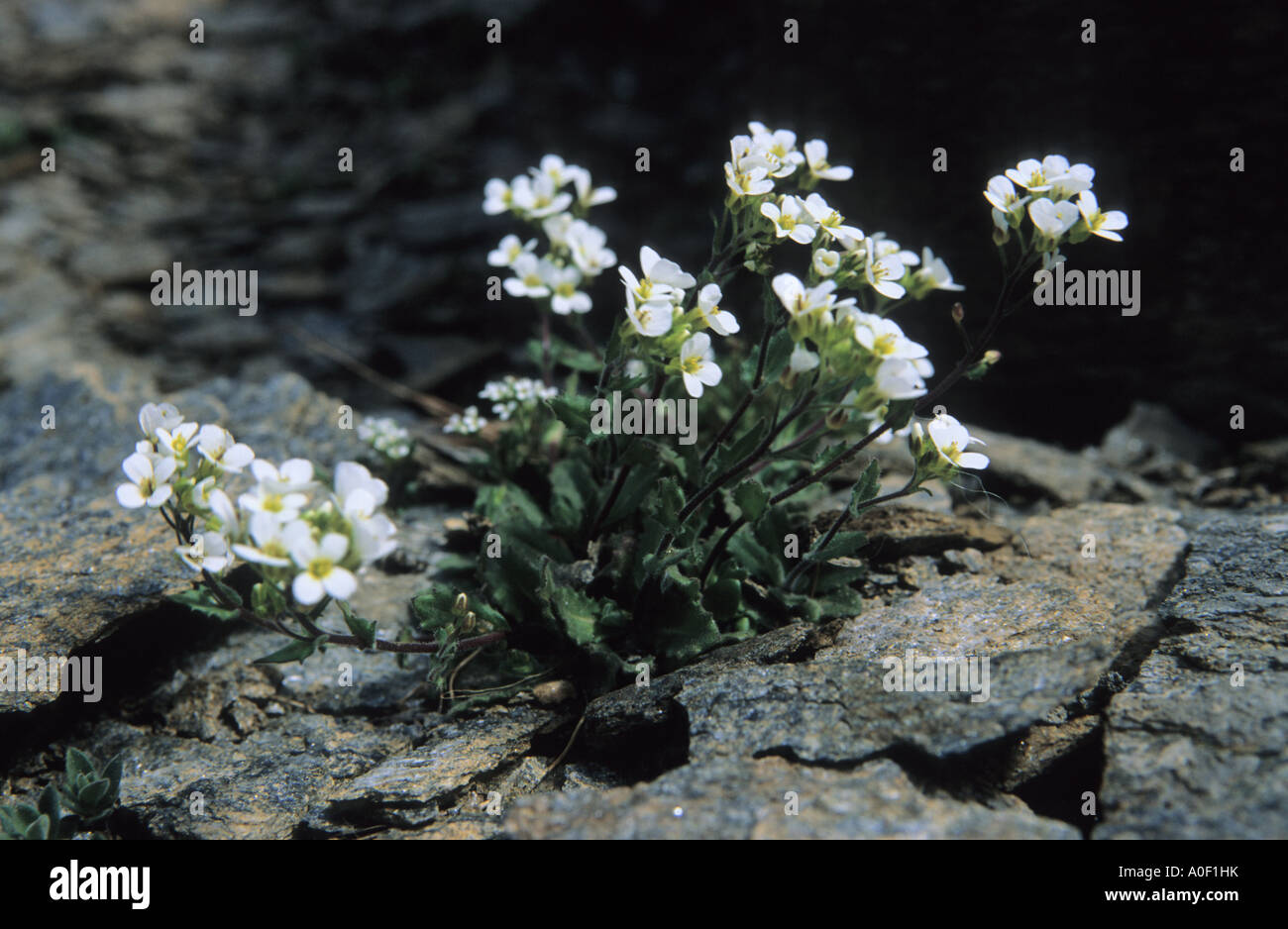 Alpine Rock cress Arabis alpina flowers Stock Photo