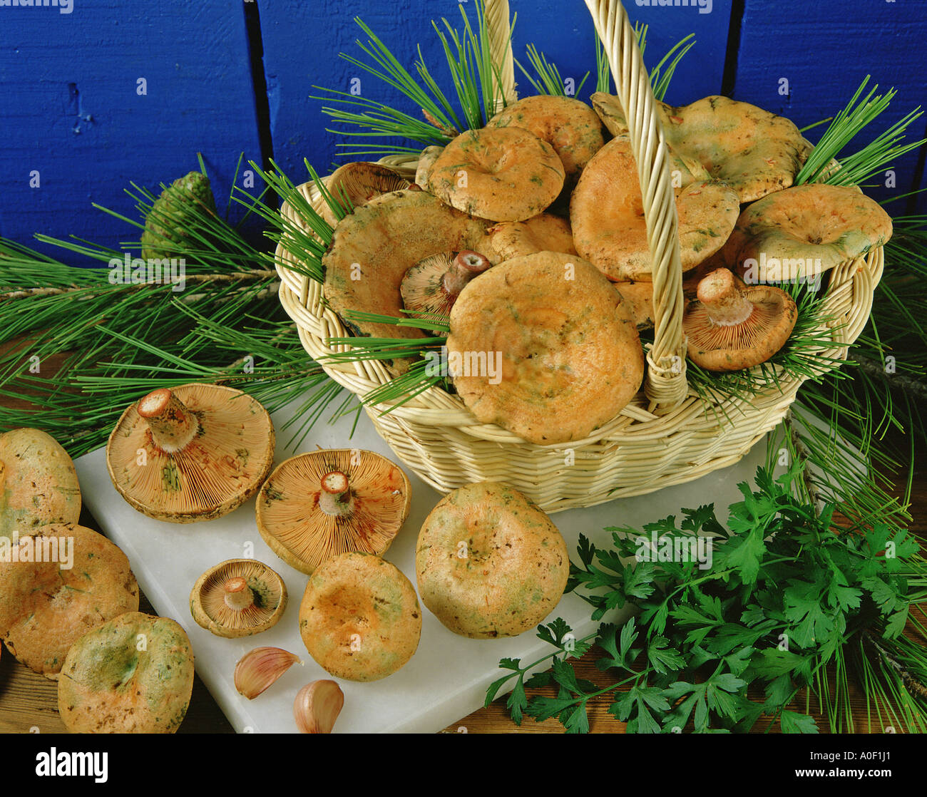 Mushrooms Saffron milkcap (Lactarius deliciosus Stock Photo Alamy