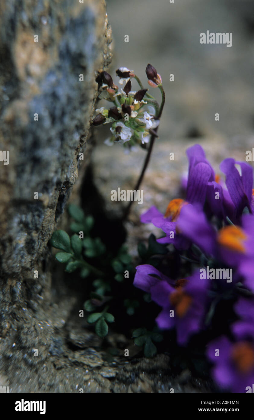 Close up of Alpine Toadflax Linaria alpina flowers in rock crevice Alps Switzerland Stock Photo