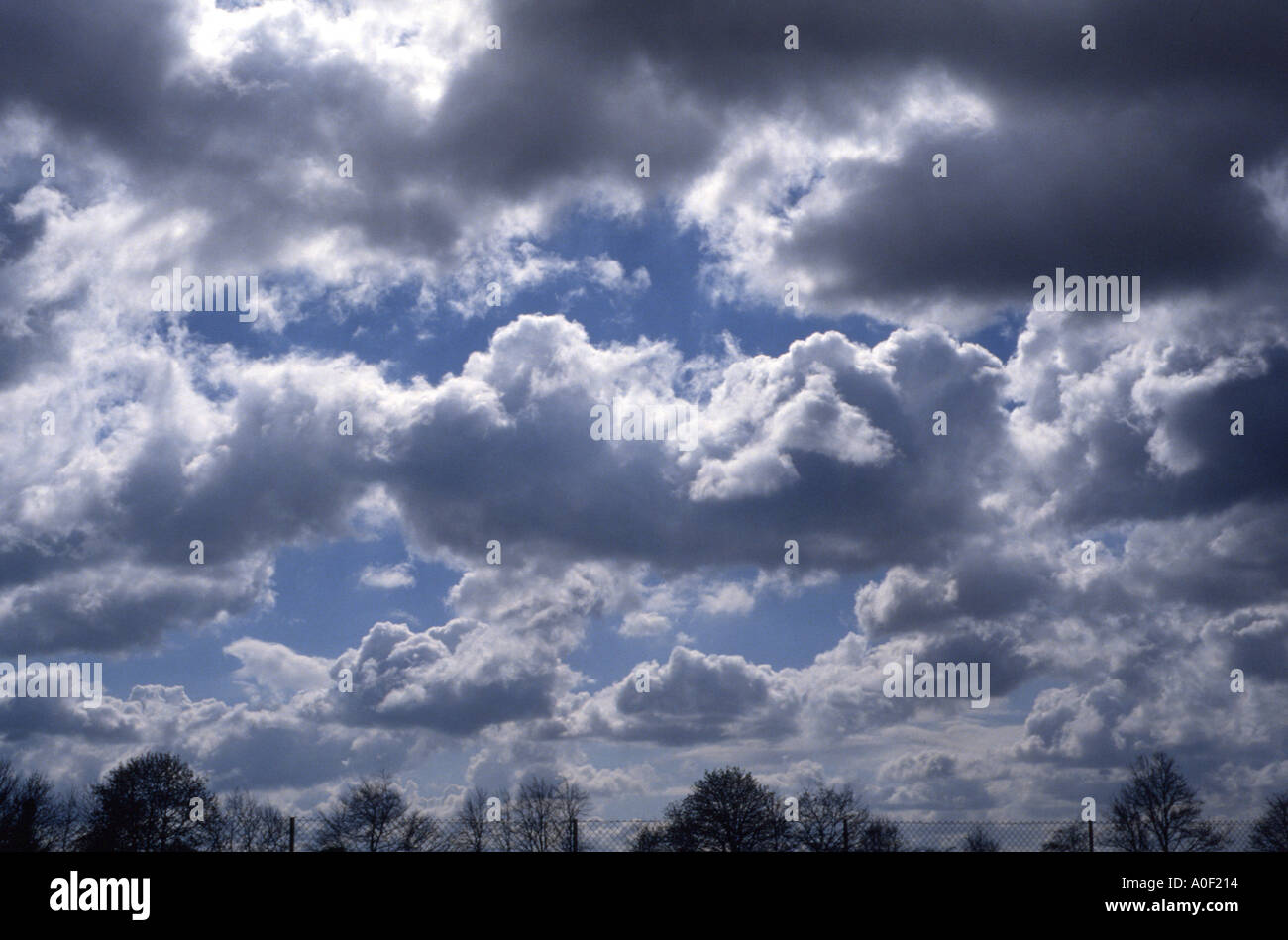 Line of trees silhouetted against clouds Stock Photo - Alamy