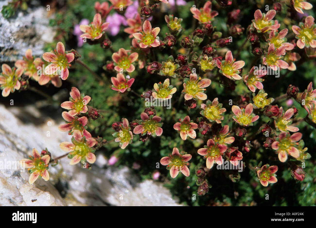 Close up of Two flowered Saxifrage Saxifraga biflora flowers Alps Switzerland Stock Photo