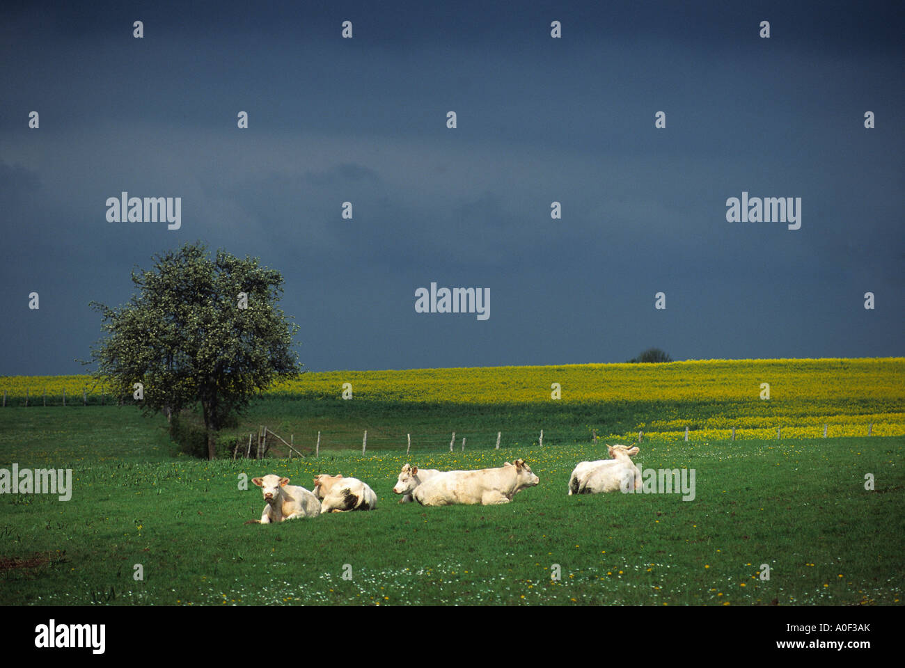France, Burgundy; Cows in field under cloudy sky Stock Photo - Alamy