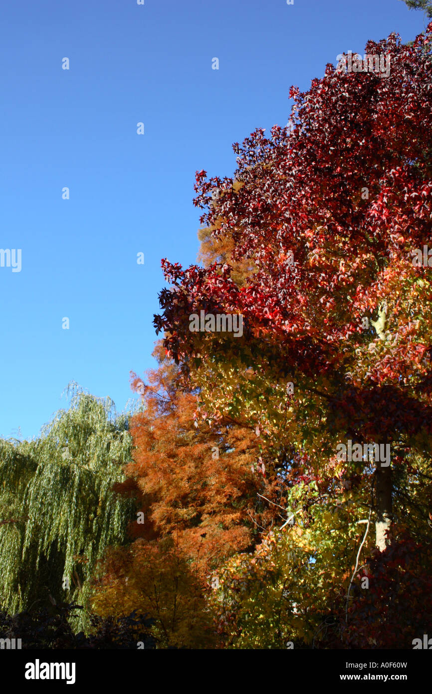 Trees gold hi-res stock photography and images - Alamy