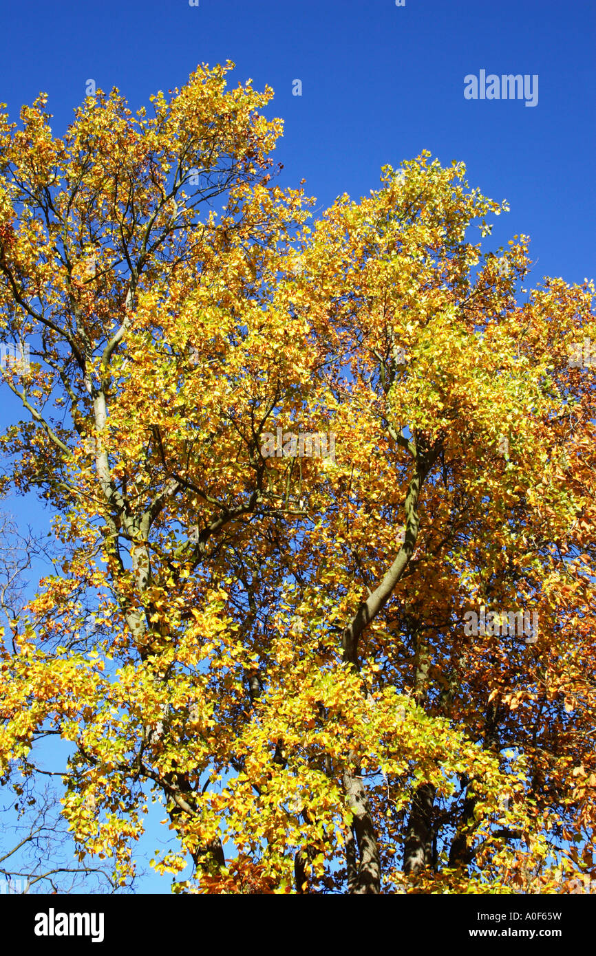 Upright tulip tree hi-res stock photography and images - Alamy
