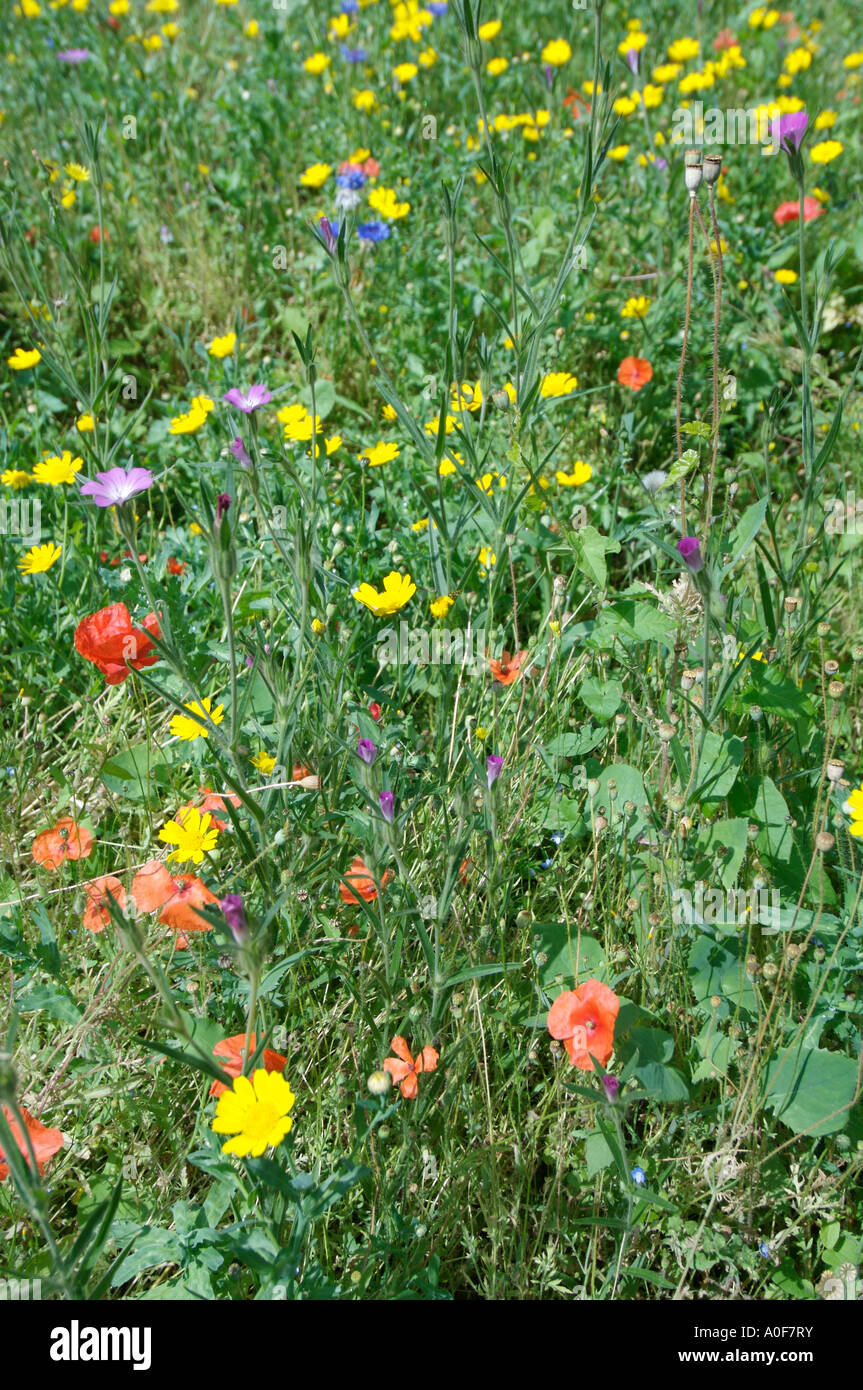 Common British wild flowers of the corn fields.the London Wildlife