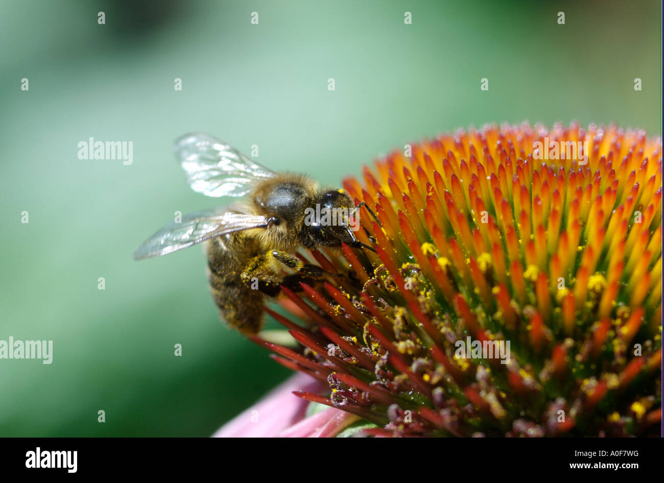 London Wildlife Garden Centre South London Honeybees feeding on nectar of Echinacea, Stock Photo