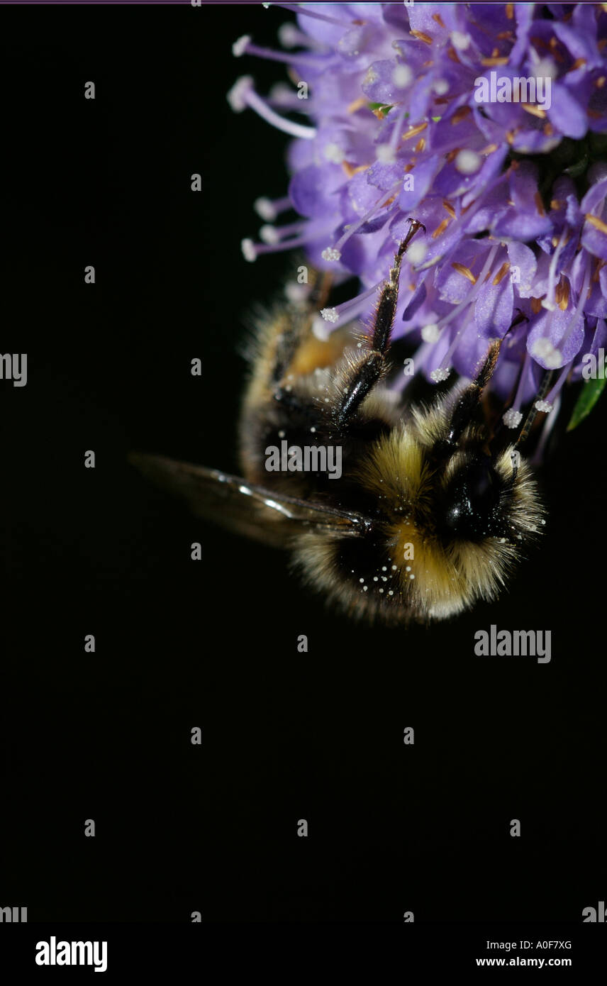 Closeup of bee feeding on flower to gather nectar. Stock Photo