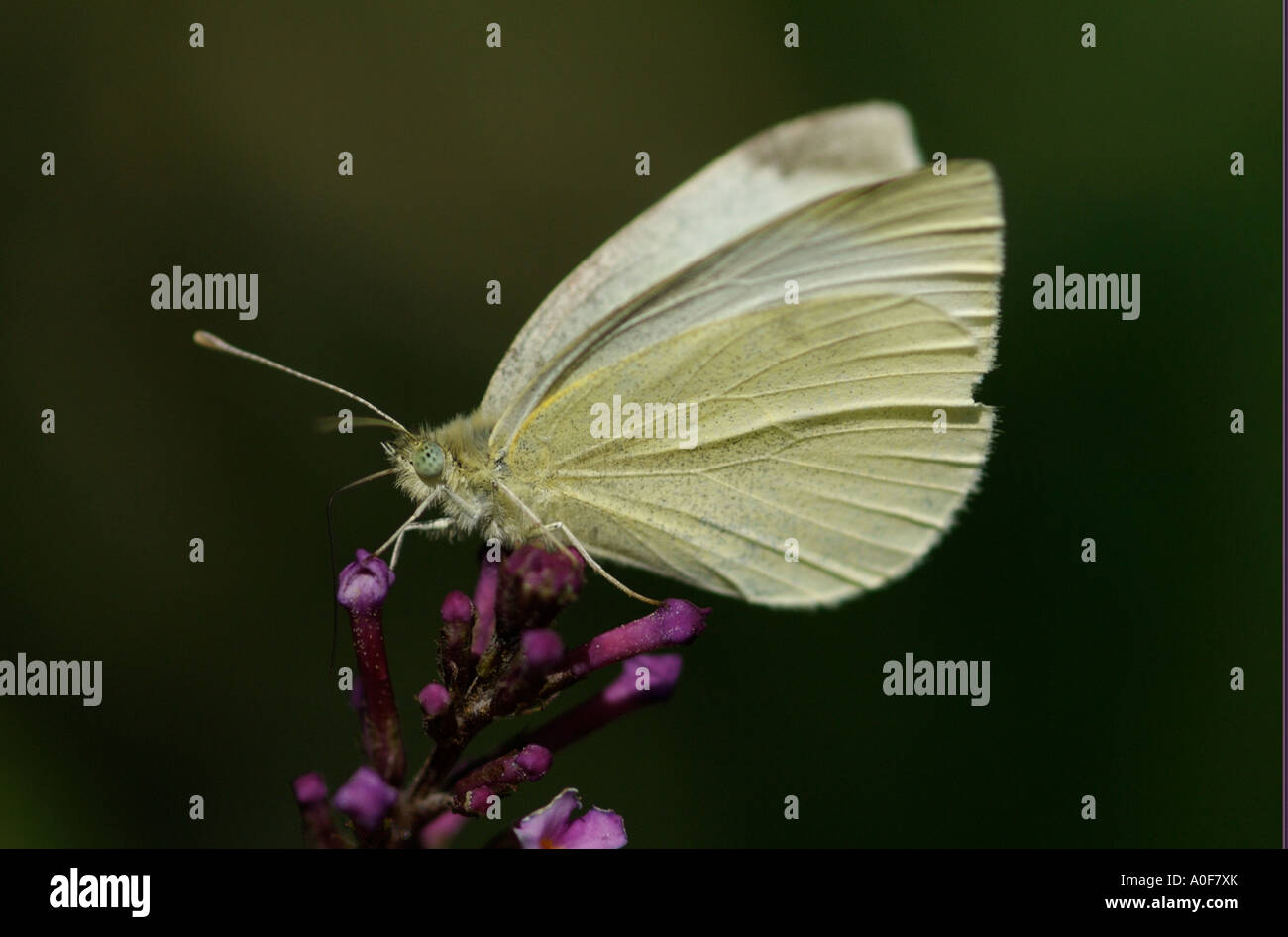 Small white cabbage butterfly, Artogeia rapae, common British insect