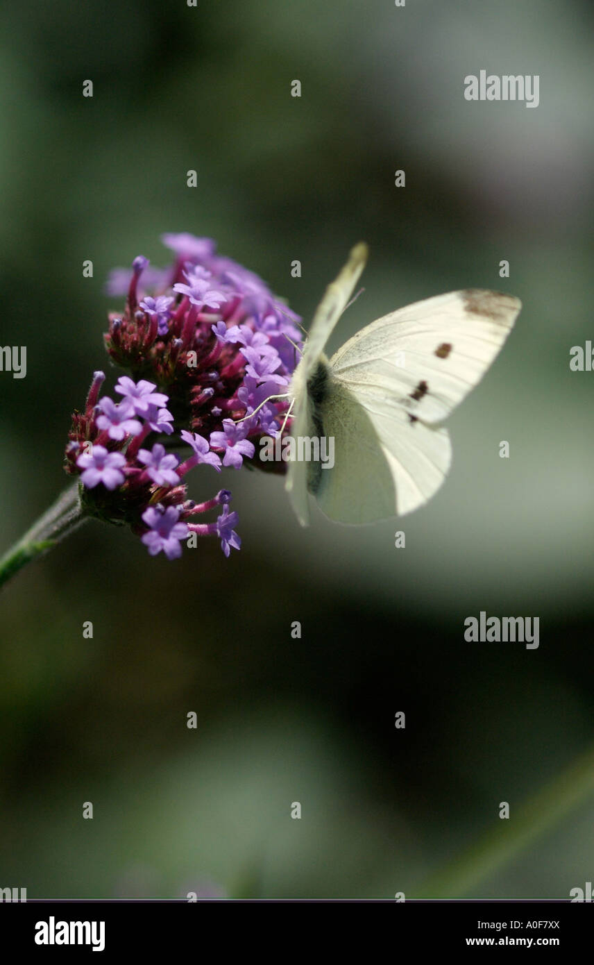 Small white cabbage butterfly, Artogeia rapae, common British insect