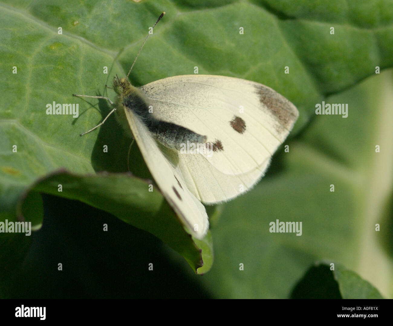 Small white cabbage butterfly, Artogeia rapae, common British insect on